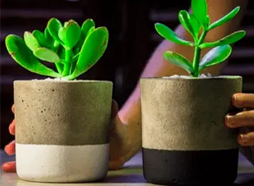 Dois jarrinhos de cimento bicolor com suculentas